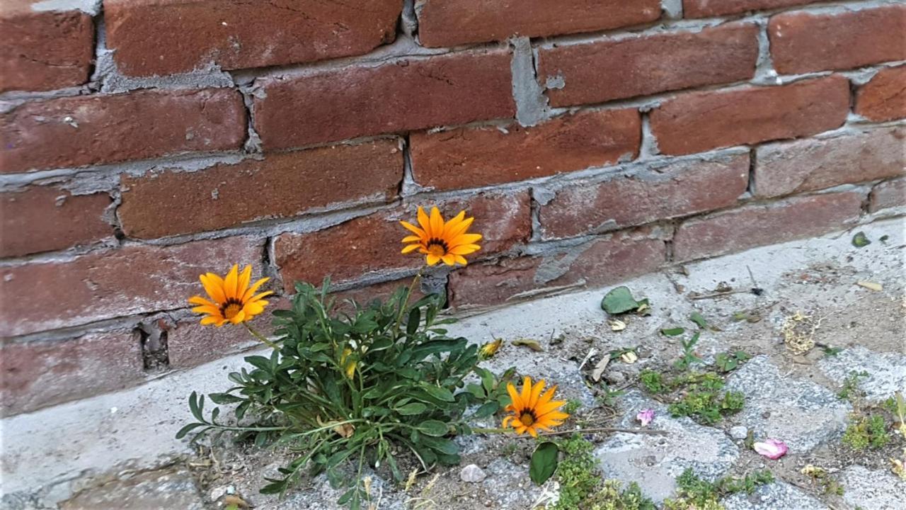 Melekler Pansiyon Ayvalı Exterior foto